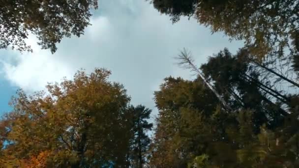 Навес Осеннего Цветного Дерева Лесу Время Истекло — стоковое видео