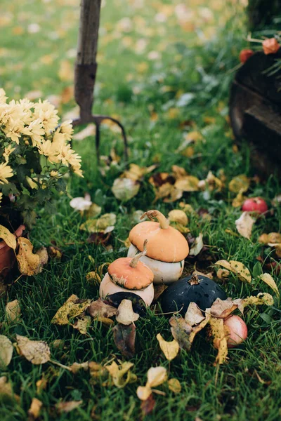 Pumpkin Scenery Autumn Garden Village — Stock Photo, Image