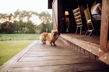 Köydeki ahşap bir evin yanındaki komik kahverengi köpek.
