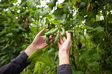Bir çiftçinin elinde fasulye kabukları. Fasulye topla.