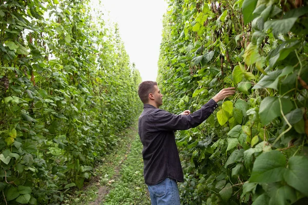 Seorang Petani Memeriksa Tanaman Kacang Perkebunan Industri Pertanian — Stok Foto