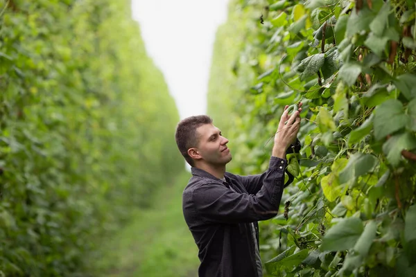 Petani Memeriksa Polong Kacang Hijau Industri Pertanian — Stok Foto