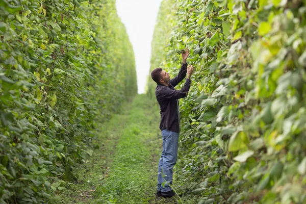Petani Ladang Kacang Hijau Petani Memeriksa Kacang Untuk Hama — Stok Foto