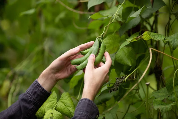 Kapsul Kacang Hijau Tangan Seorang Petani Panen Kacang — Stok Foto