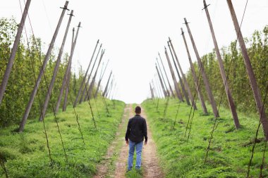 Yeşil fasulye tarlasında bir çiftçi. Baklagil hasadı