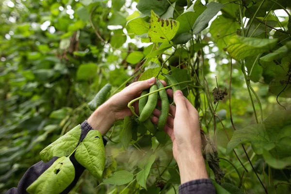 Manusia Mengoleksi Kacang Polong Hijau Panen Kacang Industri Pertanian — Stok Foto