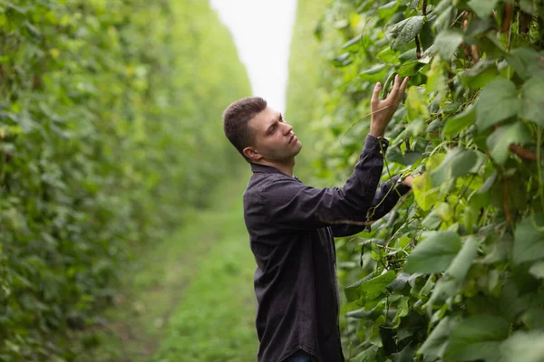 Insinyur Pertanian Memeriksa Masa Depan Panen Kacang Hijau Industri Pertanian — Stok Foto