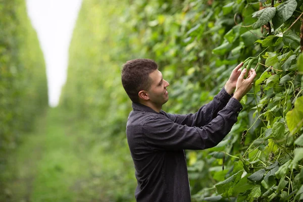 Seorang Pria Memeriksa Kacang Polong Hijau Konsep Industri Pertanian — Stok Foto