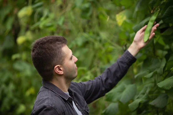 Seorang Petani Memeriksa Sebuah Polong Besar Kacang Hijau Panen Kacang — Stok Foto