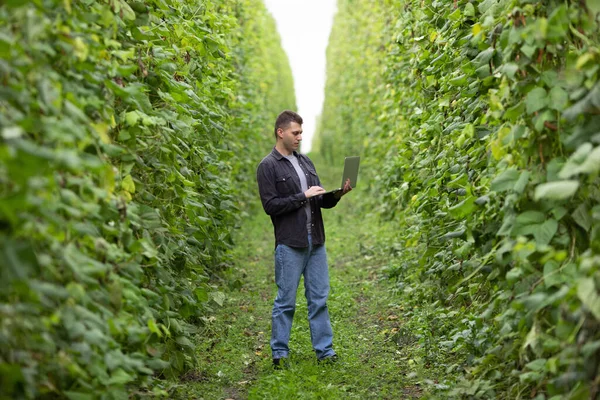 Pria Agronomis Dengan Laptop Lapangan Hijau Besar Industri Pertanian — Stok Foto