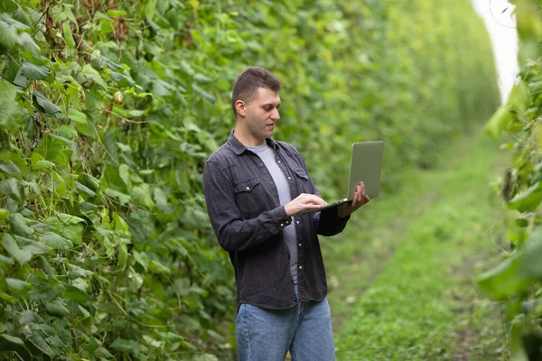 Petani Dengan Laptop Tangan Pada Perkebunan Kacang Hijau Besar Evaluasi — Stok Foto