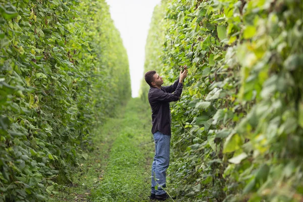 커다란 농장에서 농사를 농학자가 검사하다 스톡 사진