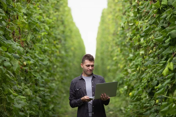 Egy Agronómus Mérnök Aki Egy Laptopon Dolgozik Egy Zöld Mezőn Stock Kép