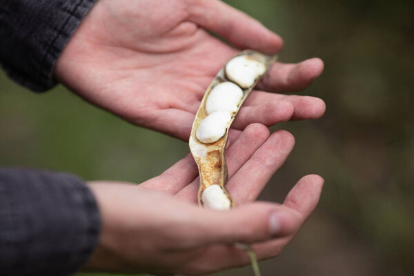 Man Holds Open Dry Pod Green Beans Harvest Time Stock Image