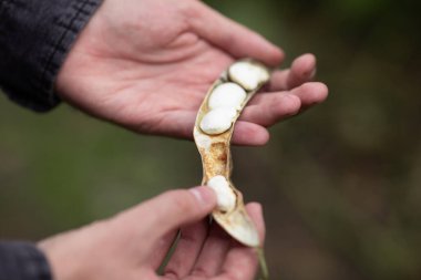 Bir adamın elinde kuru fasulye kabuğu var.