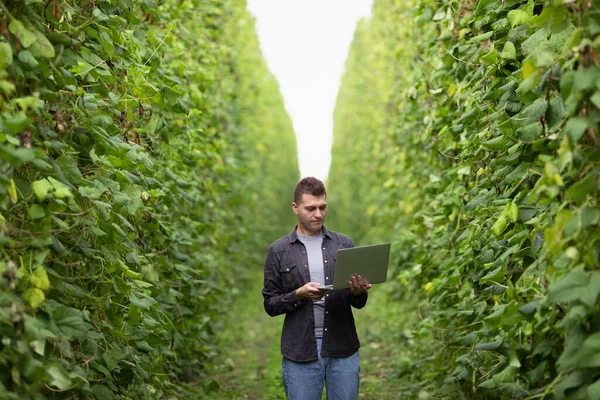 Pria Dengan Laptop Antara Lapangan Hijau Insinyur Bekerja Luar Ruangan — Stok Foto