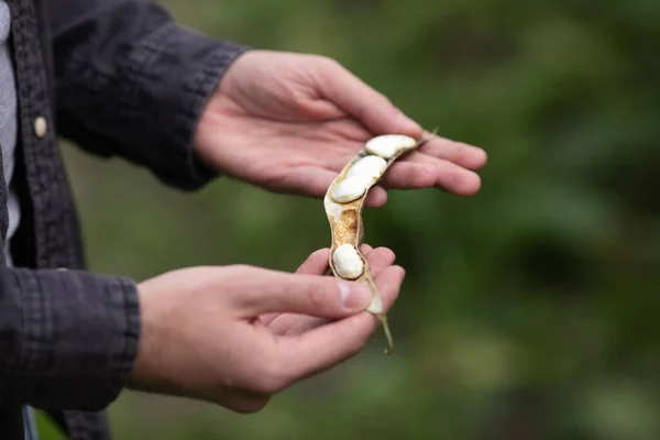 Seorang Petani Memeriksa Kacang Hijau Kebunnya — Stok Foto