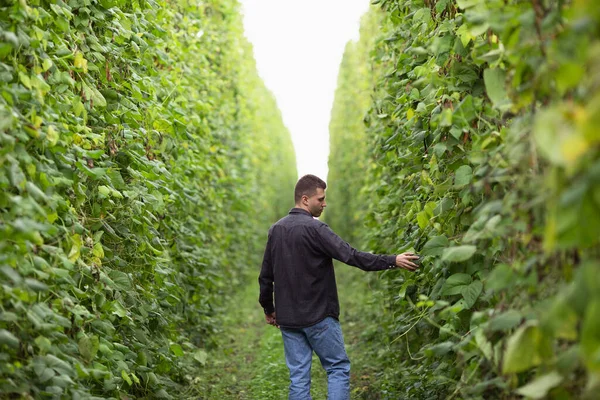 Seorang Petani Memeriksa Ladangnya Bidang Hijau Kacang — Stok Foto