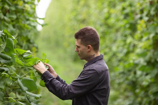 Seorang Petani Memeriksa Polong Kacang Hijau Panen Kacang — Stok Foto