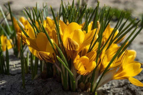 Inggris Yellow Crocus Flowers Field Bunga Musim Semi — Stok Foto
