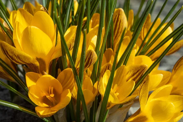 Bunga Musim Semi Kuning Yang Indah Crocus Hutan — Stok Foto