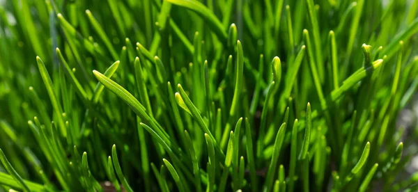 Green Grass Soft Focus Green Background — Stock Photo, Image