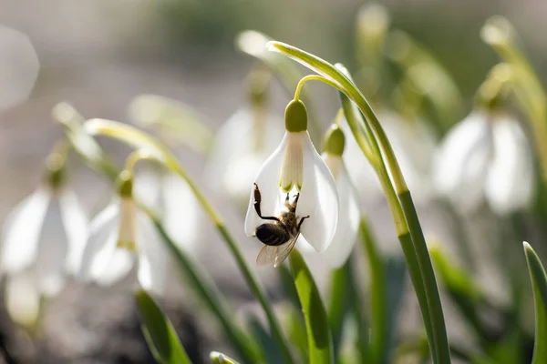 Lebah Menyerbuki Bunga Musim Semi Snowdrops Berbunga — Stok Foto