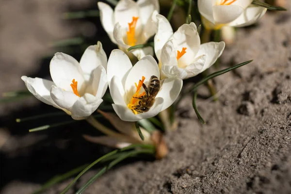 Seekor Lebah Menyerbuki Buaya Putih Kebun Konsep Musim Semi — Stok Foto