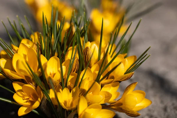 Kwitnące Żółte Krokusy Ogrodzie Kwiaty Wiosenne — Zdjęcie stockowe