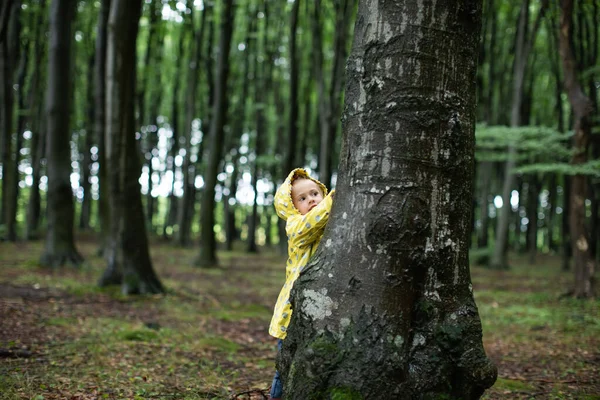 Chica Esconde Detrás Gran Árbol Bosque Primavera — Foto de Stock