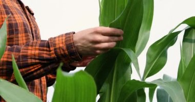 Bir çiftçi haşereler için mısır yapraklarını kontrol eder.