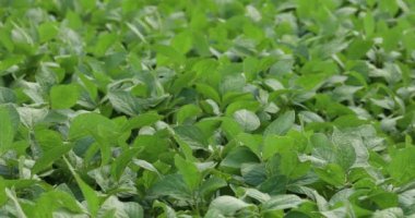 Soya fasulyesi tarlası. Dünyadaki tarım endüstrisi