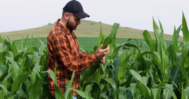 Agricultor Examina Rebentos Verdes Milho Trabalho Terreno — Vídeo de Stock
