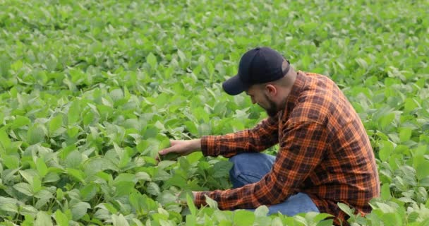 Agricultor Agrônomo Examinando Desenvolvimento Soja Verde — Vídeo de Stock