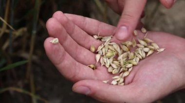Bir adamın palmiyesinde olgunlaşmış buğday taneleri. Hasat zamanı