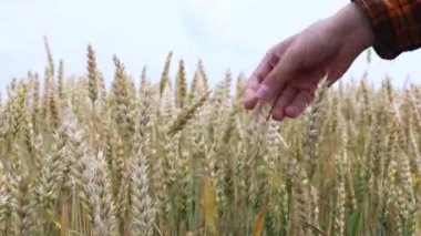Adam eliyle buğday kulaklarına dokunuyor. Hasat zamanı