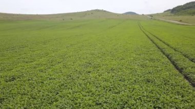 Dağlardaki yeşil soya tarlalarının manzarası. Büyüyen soya fasulyesi. Hava görünümü