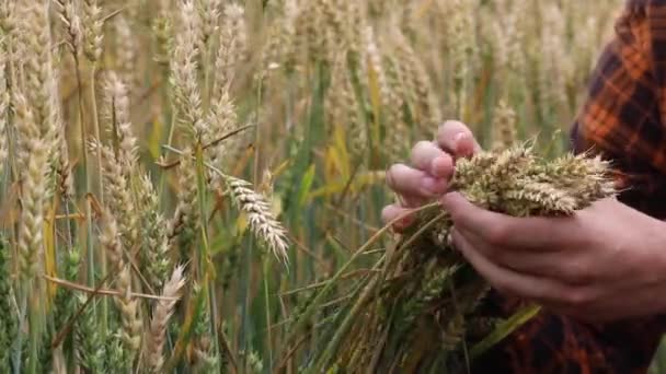 農家の手の中に小麦の耳 収穫レビュー — ストック動画