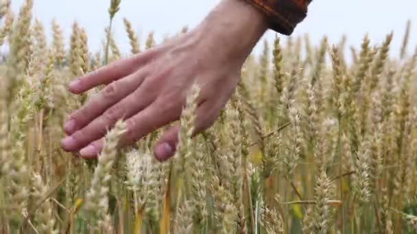 Der Mann Berührt Mit Seiner Hand Die Ähren Erntezeit — Stockvideo