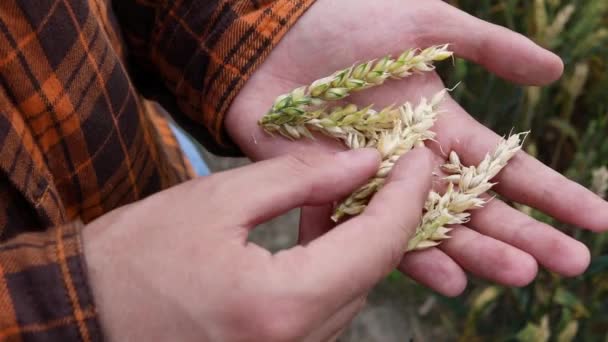 Bir Tarım Uzmanı Tarladaki Bir Dikenli Kazıkta Buğday Tanelerini Inceliyor — Stok video