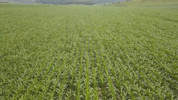 Widok Góry Pola Kukurydzy Widok Lotu Ptaka Plantację Zielonego Kukurydzy — Wideo stockowe