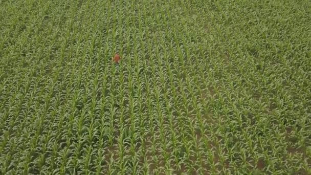 Rolnik Kontroluje Uprawy Kukurydzy Dużym Polu Widok Góry — Wideo stockowe