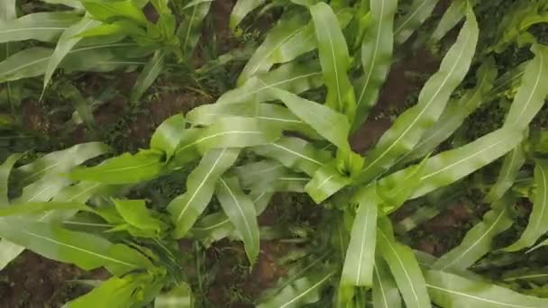 Dron Powietrzny Widok Góry Zielone Pole Kukurydzy Przemysł Rolny — Wideo stockowe