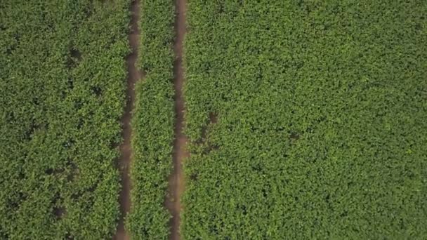 Jordbrukare Agronomer Övervakar Sojabönsskörden Ovanifrån Ett Grönt Sojabönsfält — Stockvideo