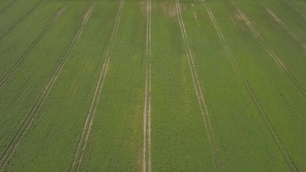 Contadino Cammina Grande Campo Soia Verde Industria Agricola — Video Stock
