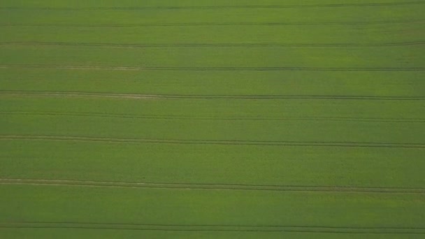 Grande Campo Soja Verde Vista Aérea — Vídeo de Stock