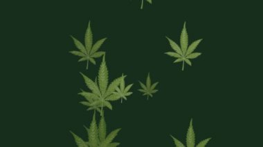 Randomly appearing light green leaves of hemp on a dark green background. Promotion of the healing effects of cannabis on neurological diseases, skin, muscular system.