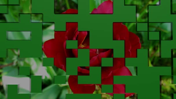 Hello spring, banner of welcoming spring. From square parts, a photo of a red tulip is composed, the image is flipped horizontally, dividing the area. Two white clouds appear, forming a yellow Hello — Stockvideo