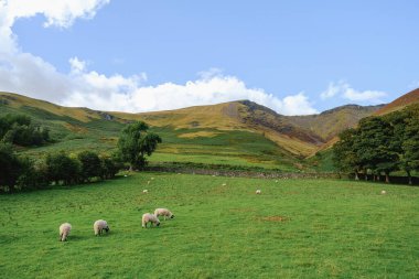 Cumbria, İngiltere, Birleşik Krallık 'ta dağlar ve koyun çiftliği manzarası