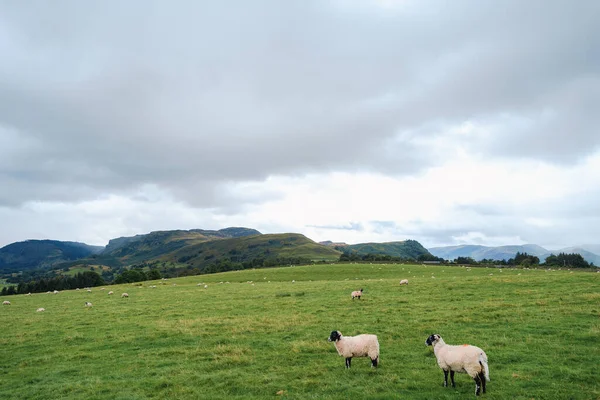 Montagne Pecore Fattoria Vista Campo Cumbria Inghilterra Regno Unito — Foto Stock